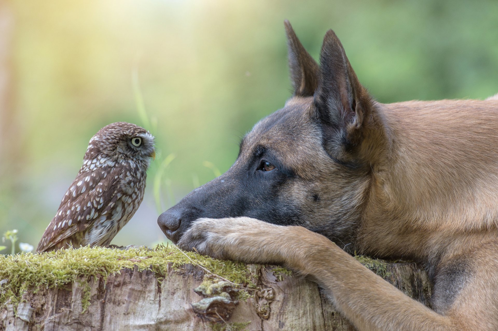 animal perro perfil cabeza tocón pájaro búho