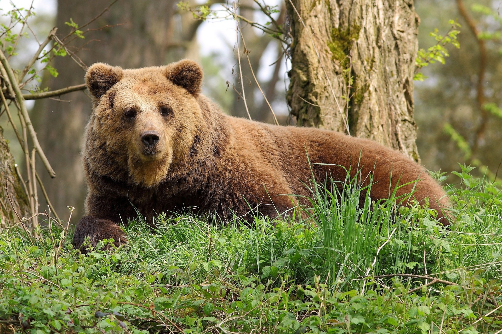 ours loisirs forêt