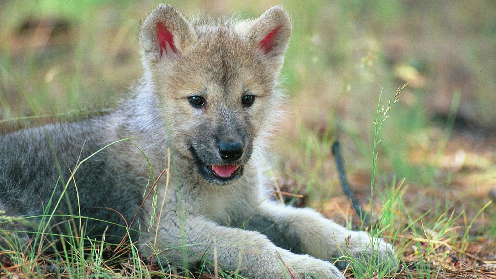 nature animals wolf babe cub