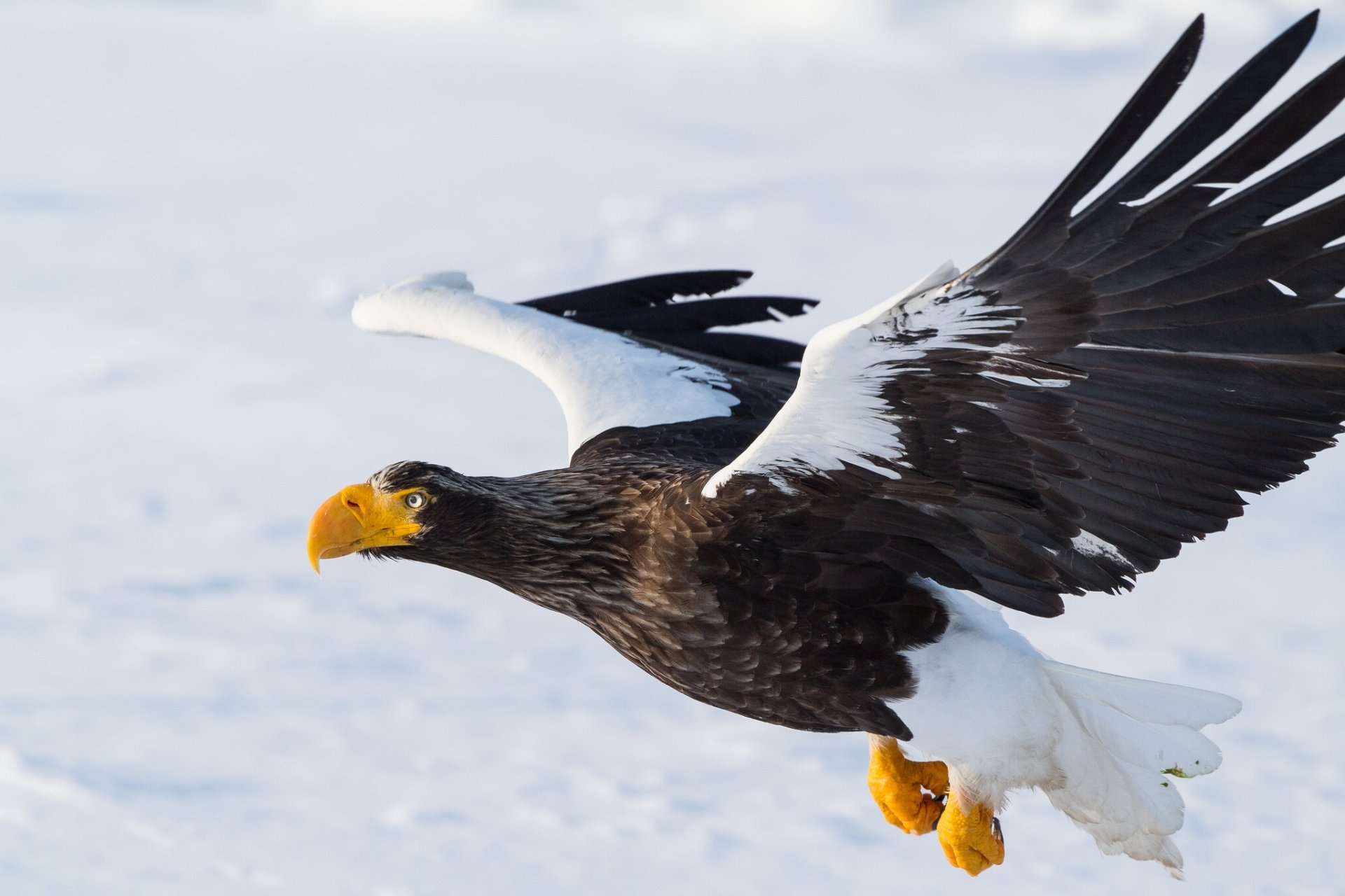 weißarmadler vogel raubtier flügel