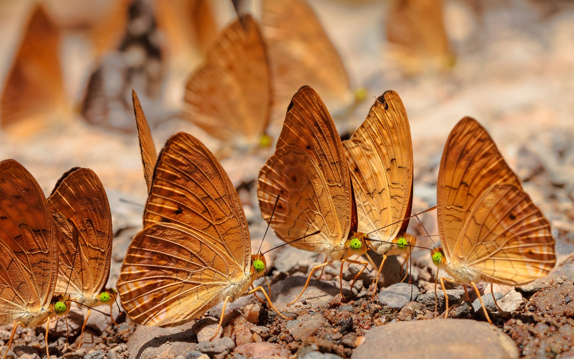 insectes papillons pierres cailloux beaucoup terre