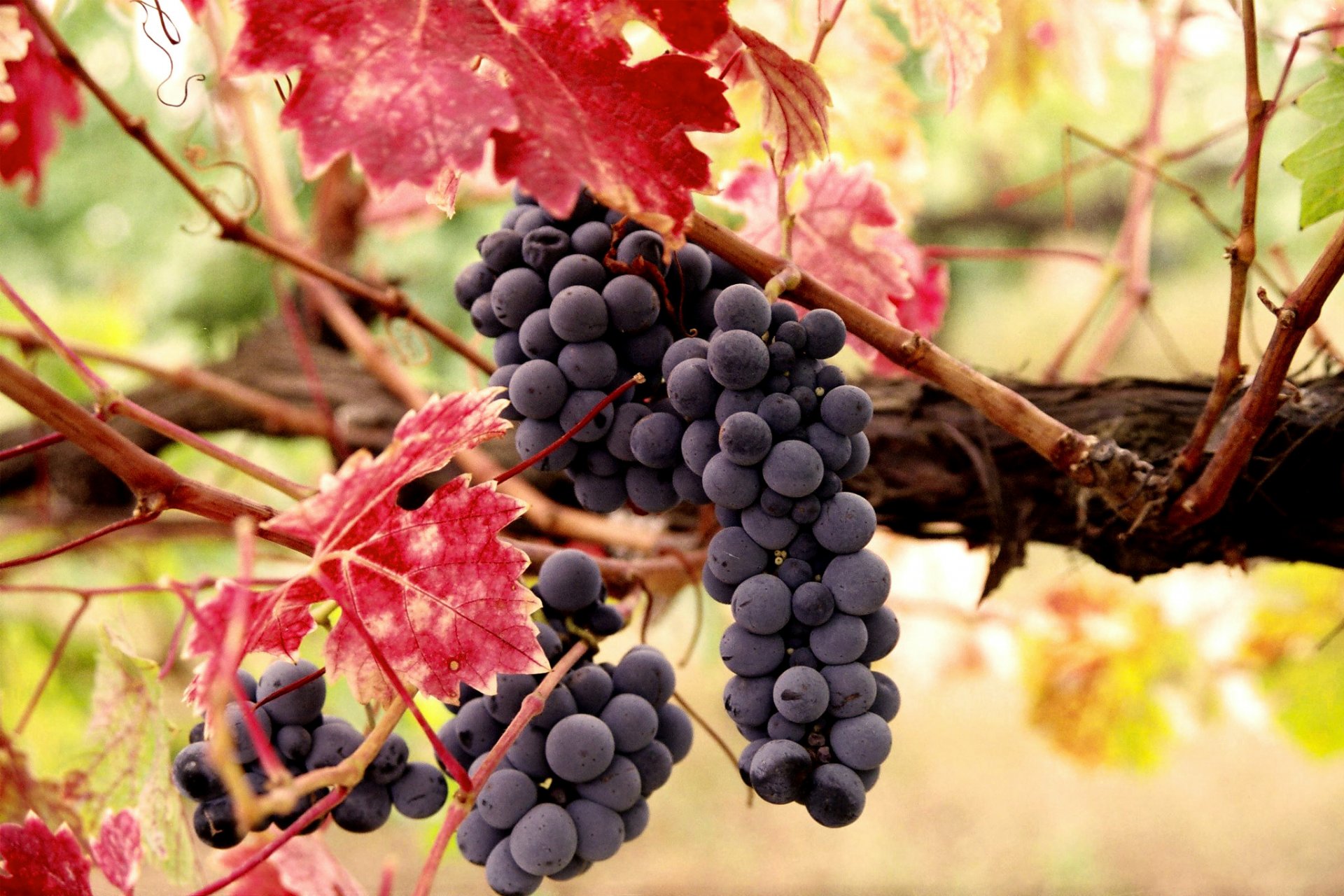 grapes vine leaves fruit thunderstorm berries autumn vintage