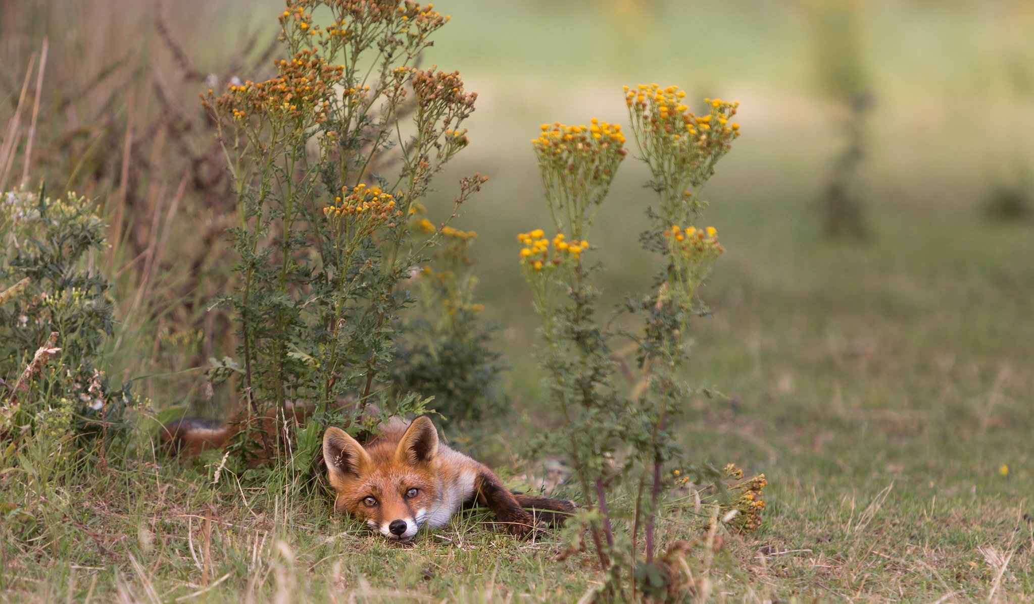 renard nature été