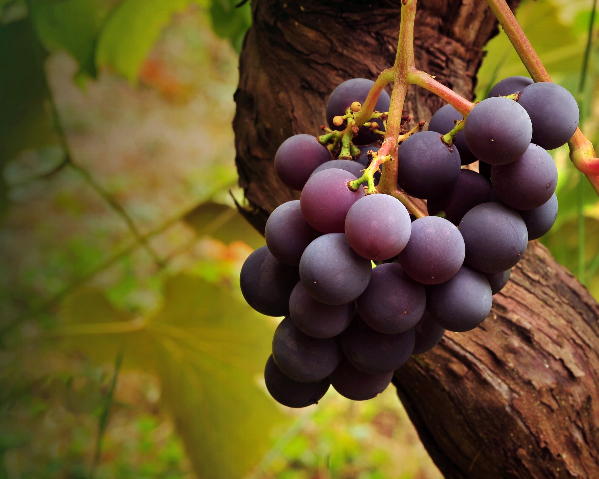 tree brush grapes close up bunch of fruit vine branch food