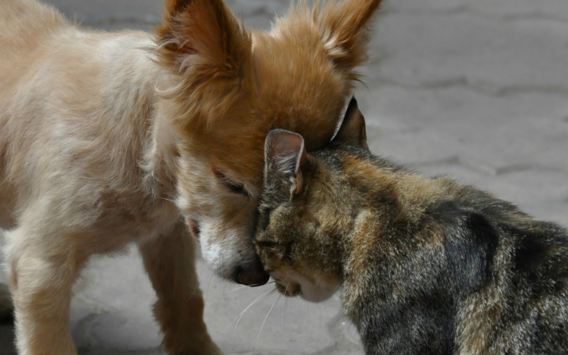 chien chat amitié amis