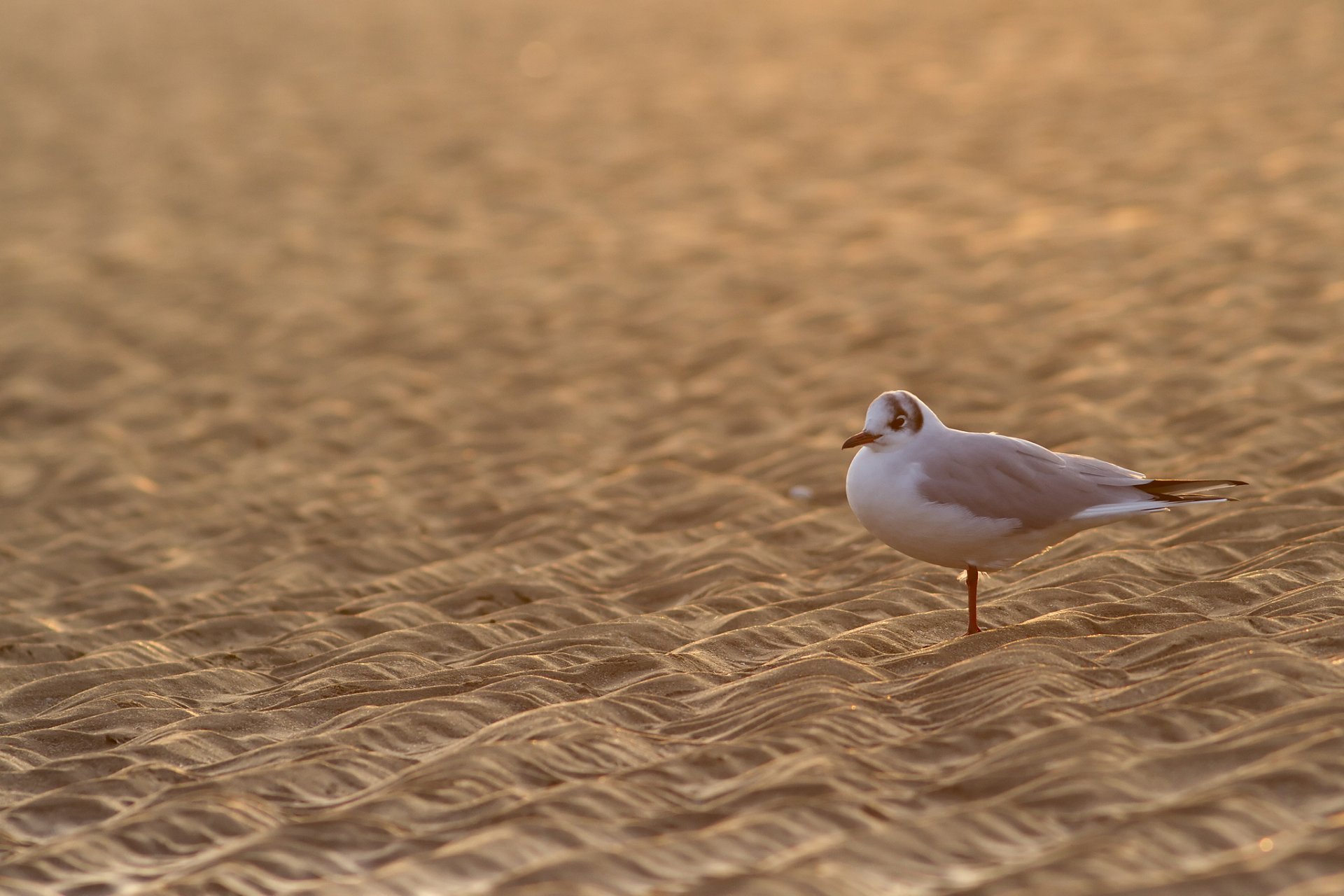 and poultry seagull