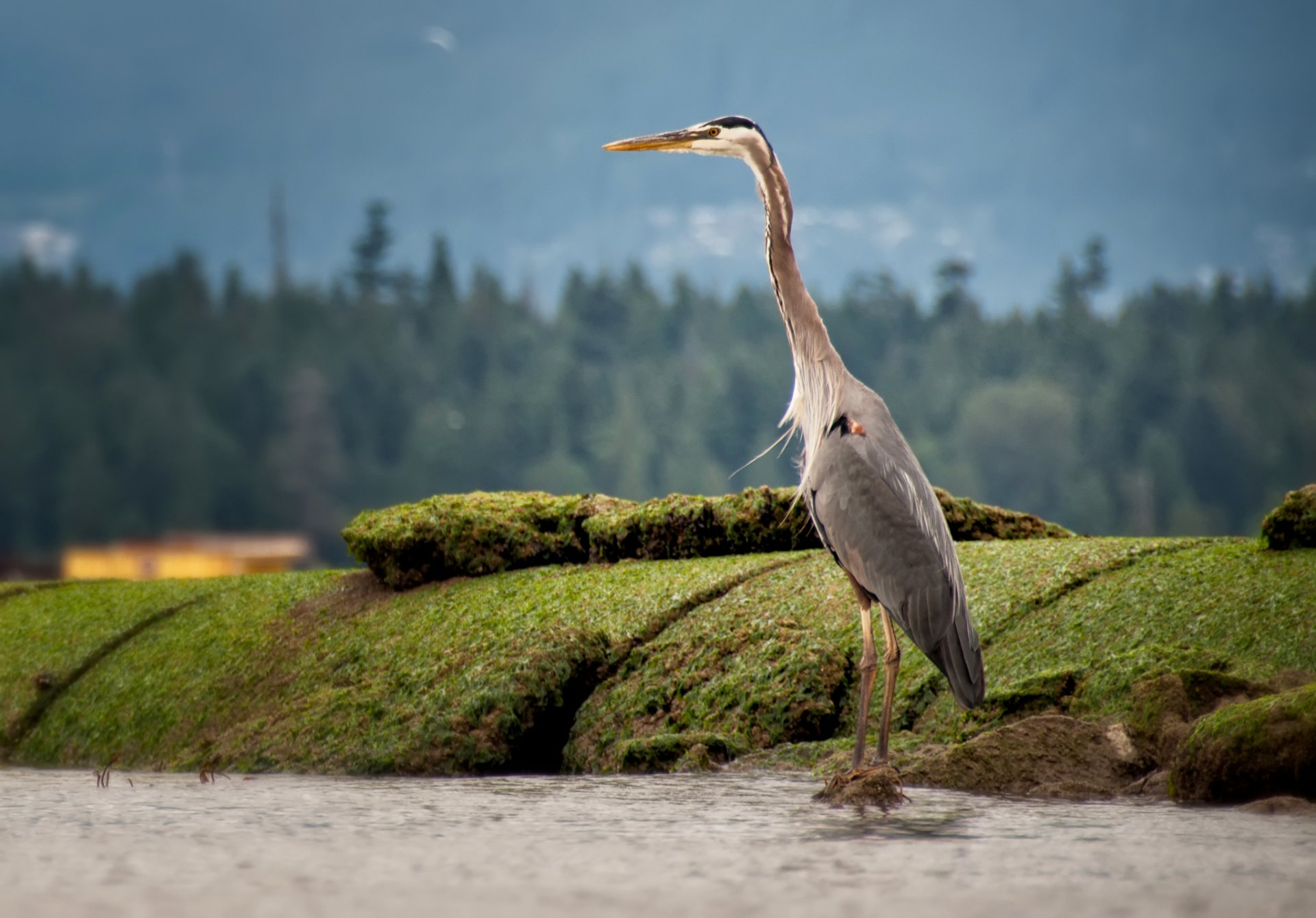 reiher steine moos natur vogel schnabel