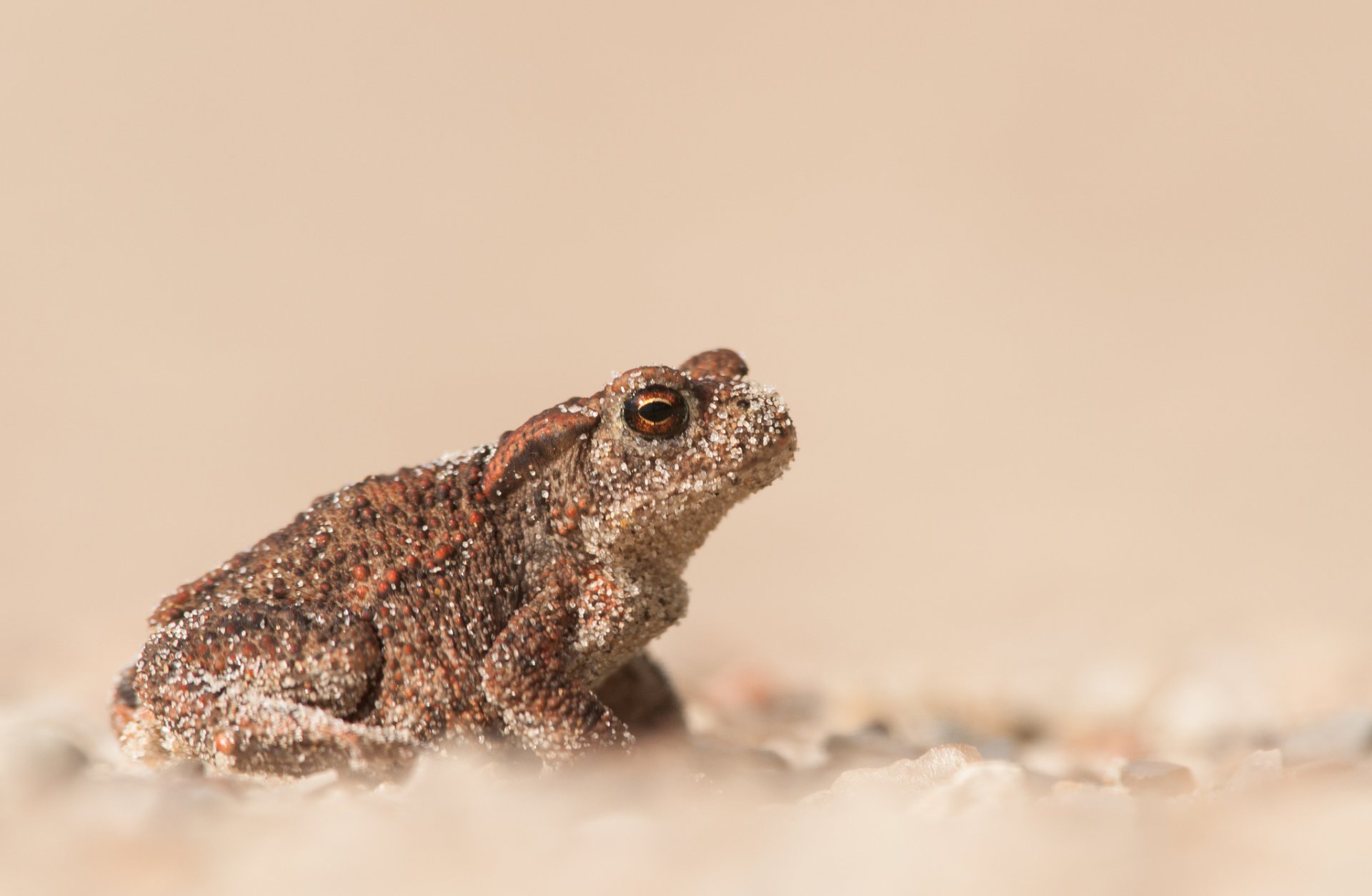 grenouille crapaud sable flou bokeh