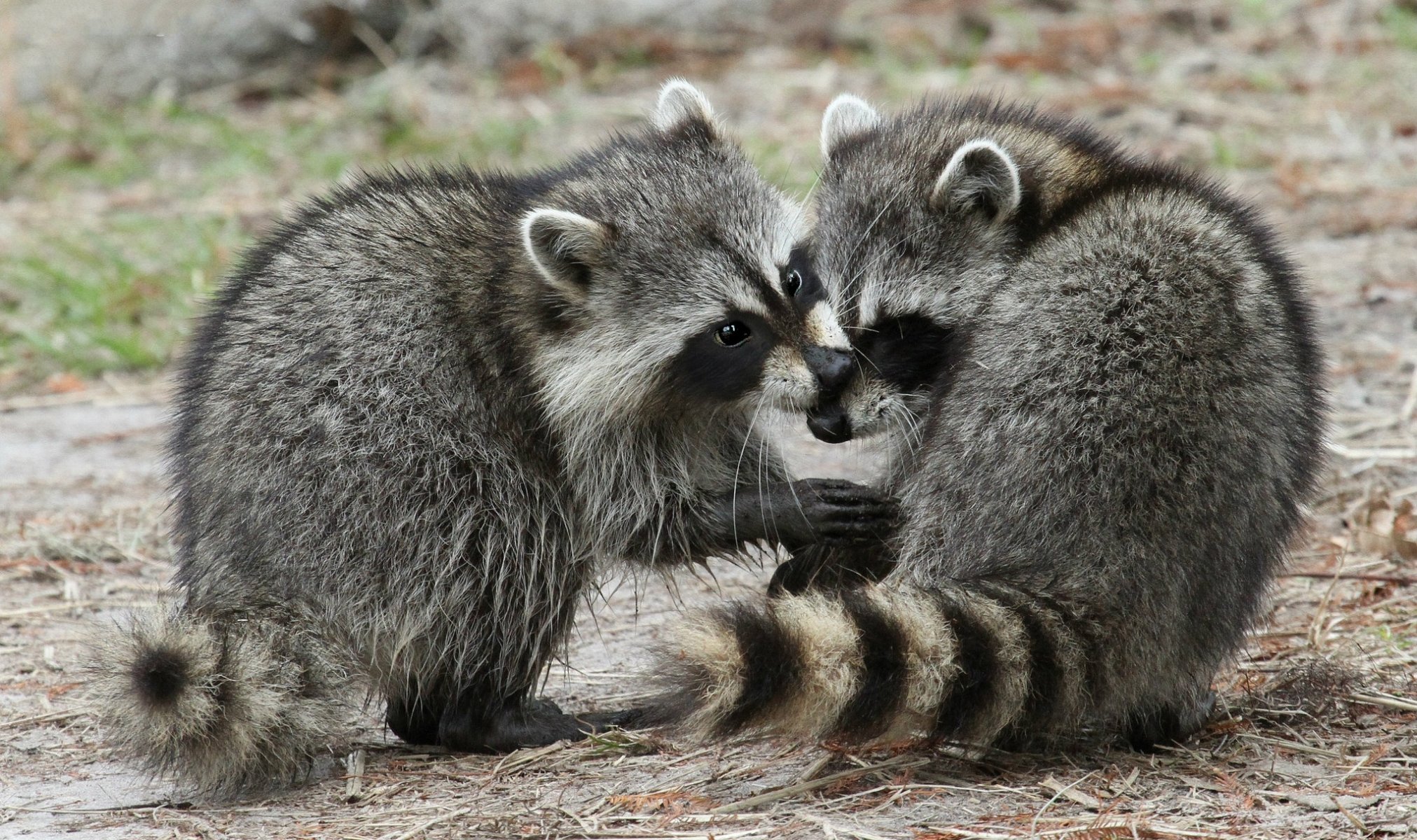 raccoons the pair fluffy