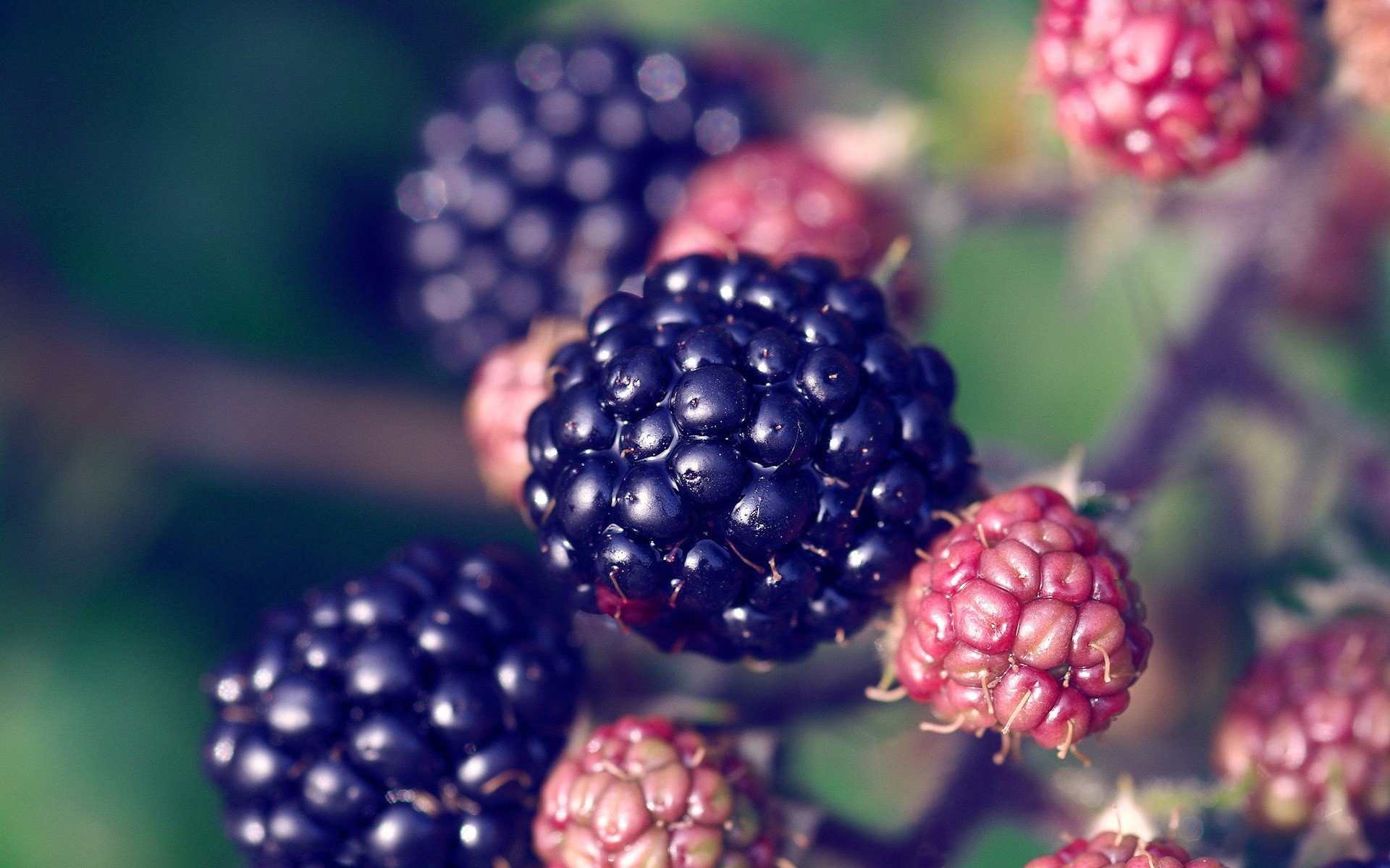 blackberry berry plant