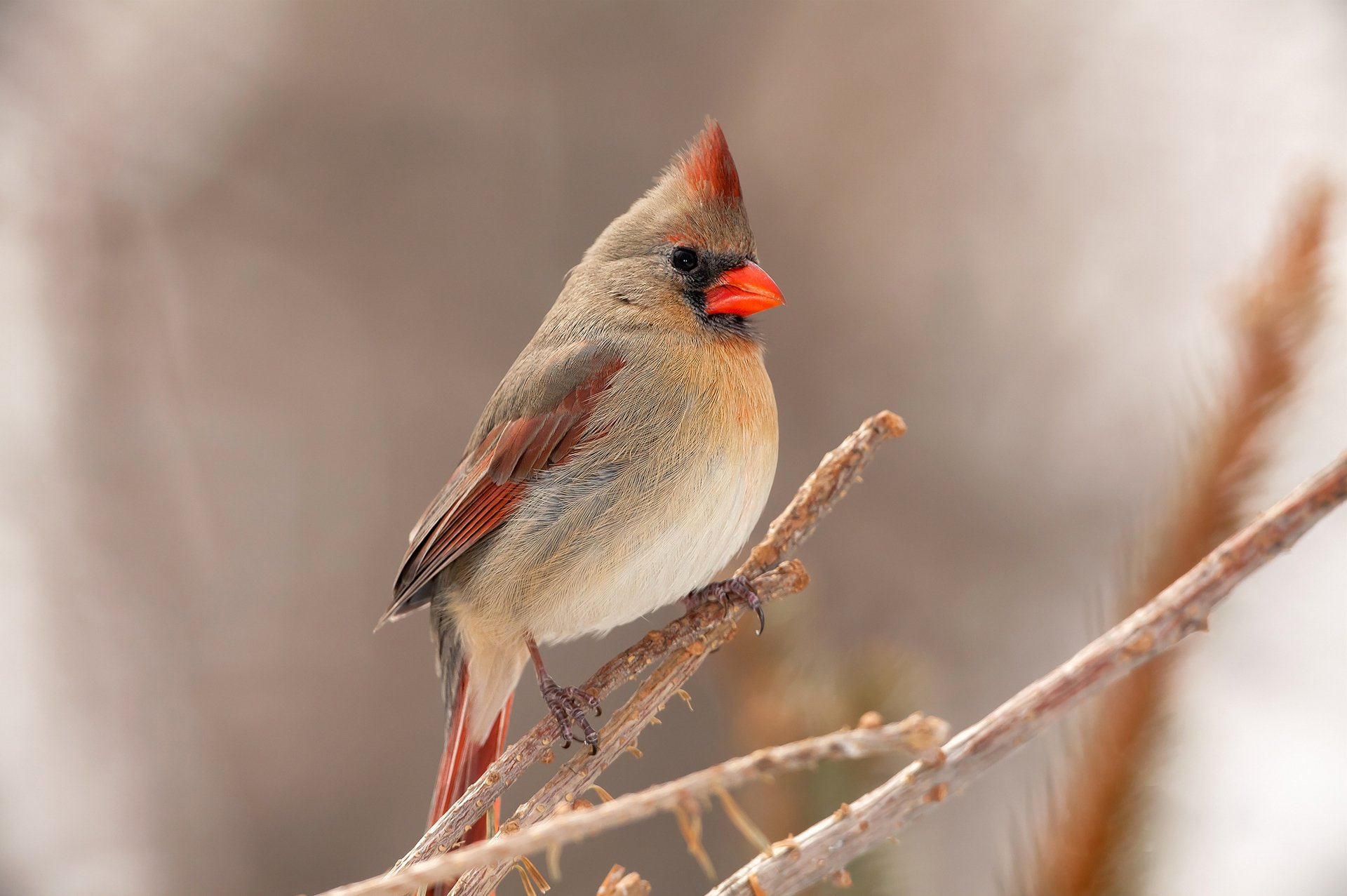 pájaro cardenal pico plumas rama