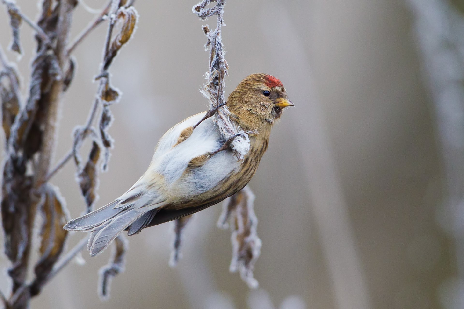 oiseau claquement branches givre hiver janvier