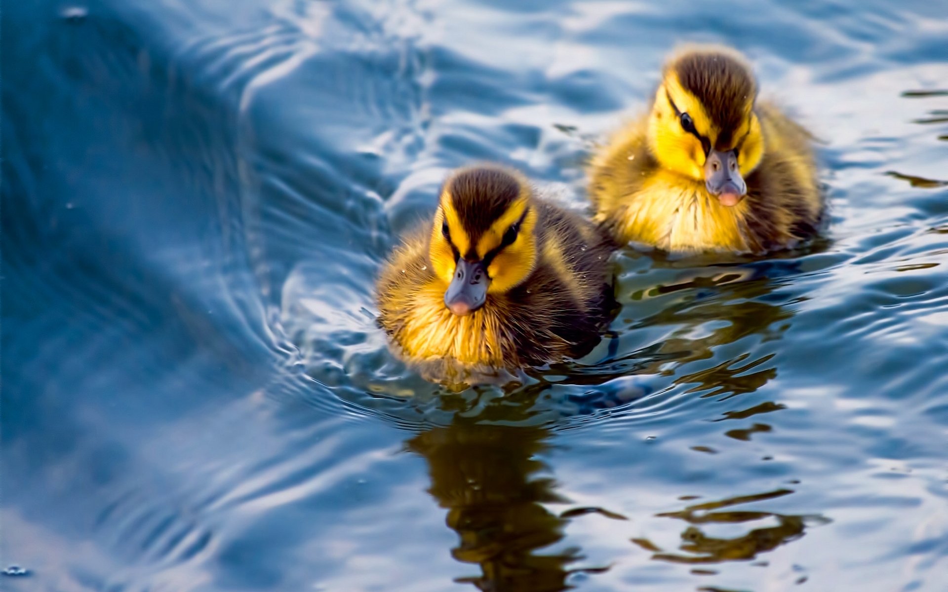 duck ducks chicks couple water