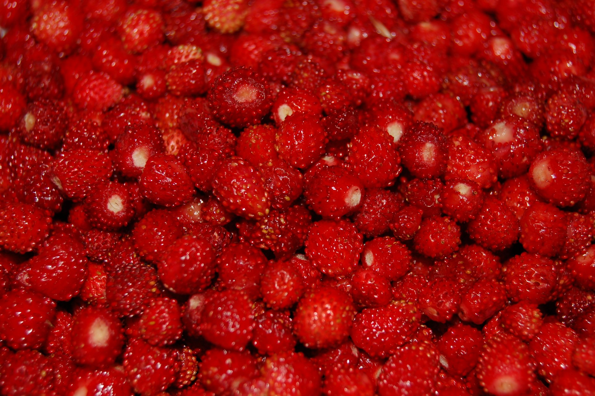 fraises baies beaucoup