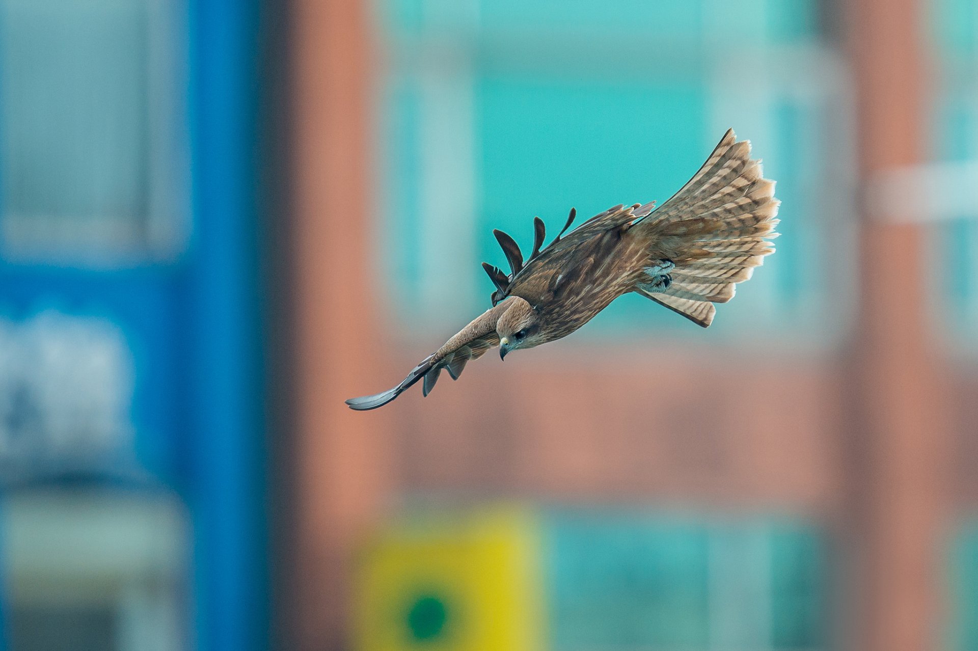 vogel raubtier falke fliegen hintergrund