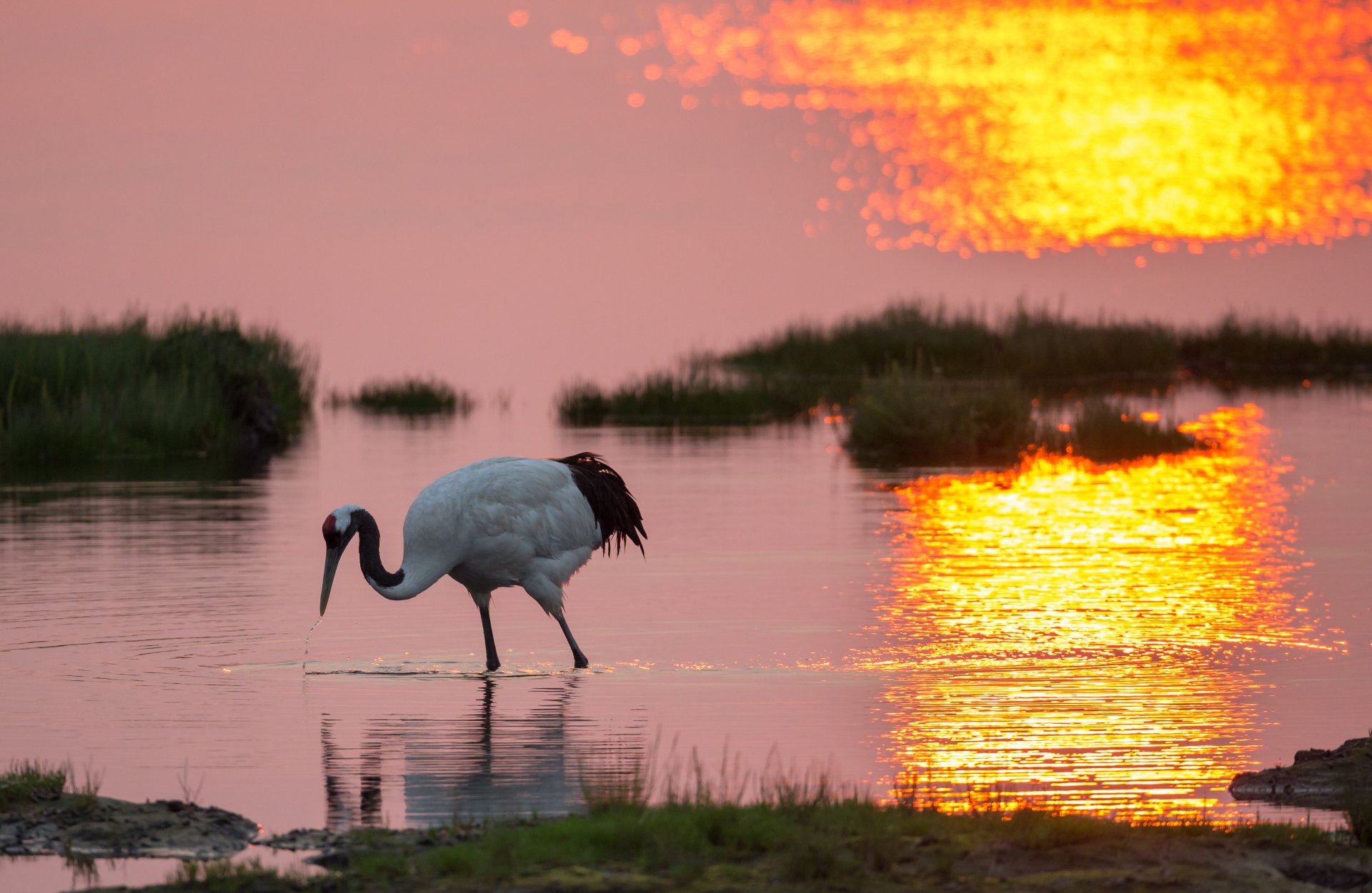 pájaro grulla lago orilla hierba amanecer mañana