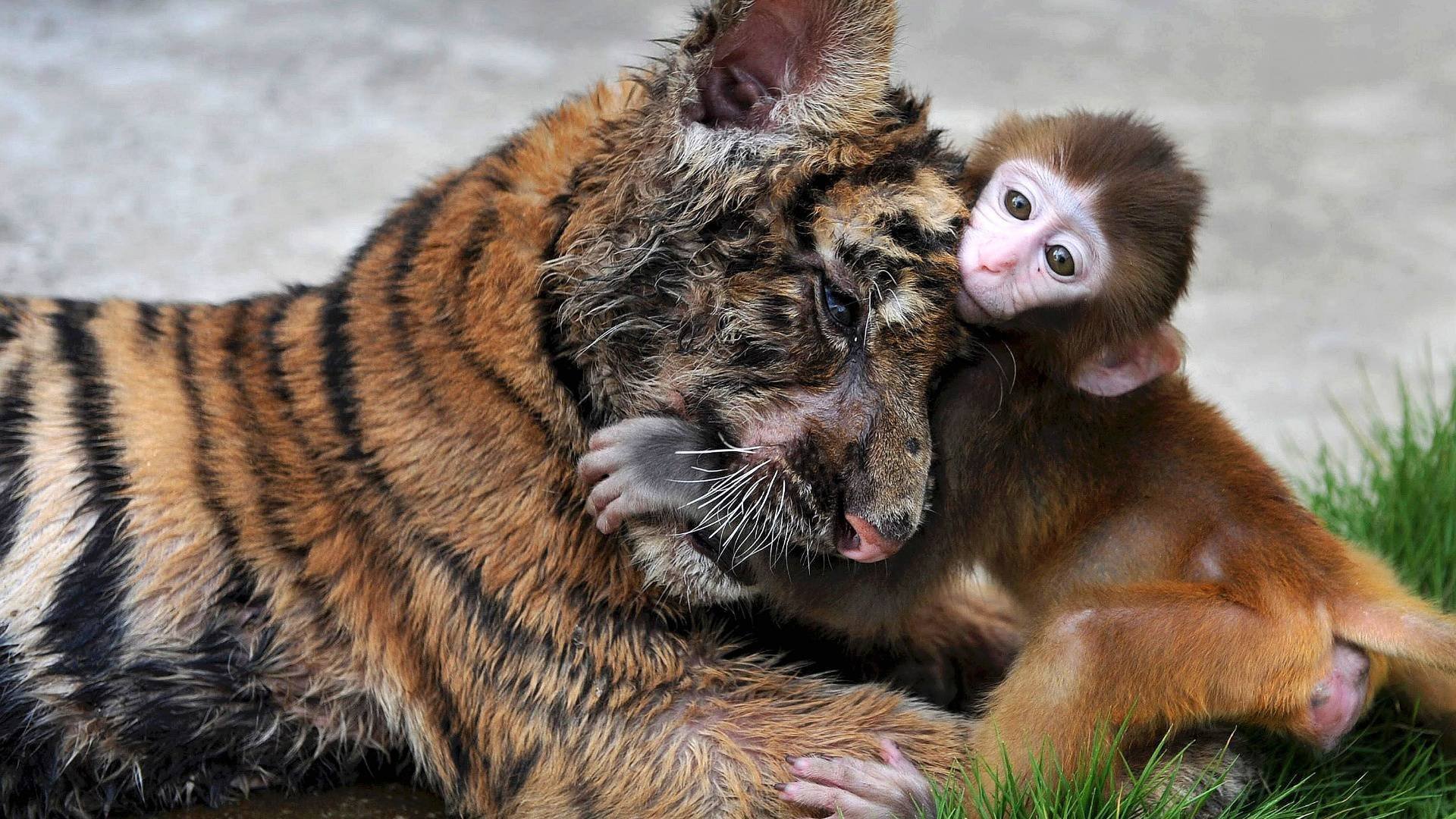 tiger monkey hug to gra