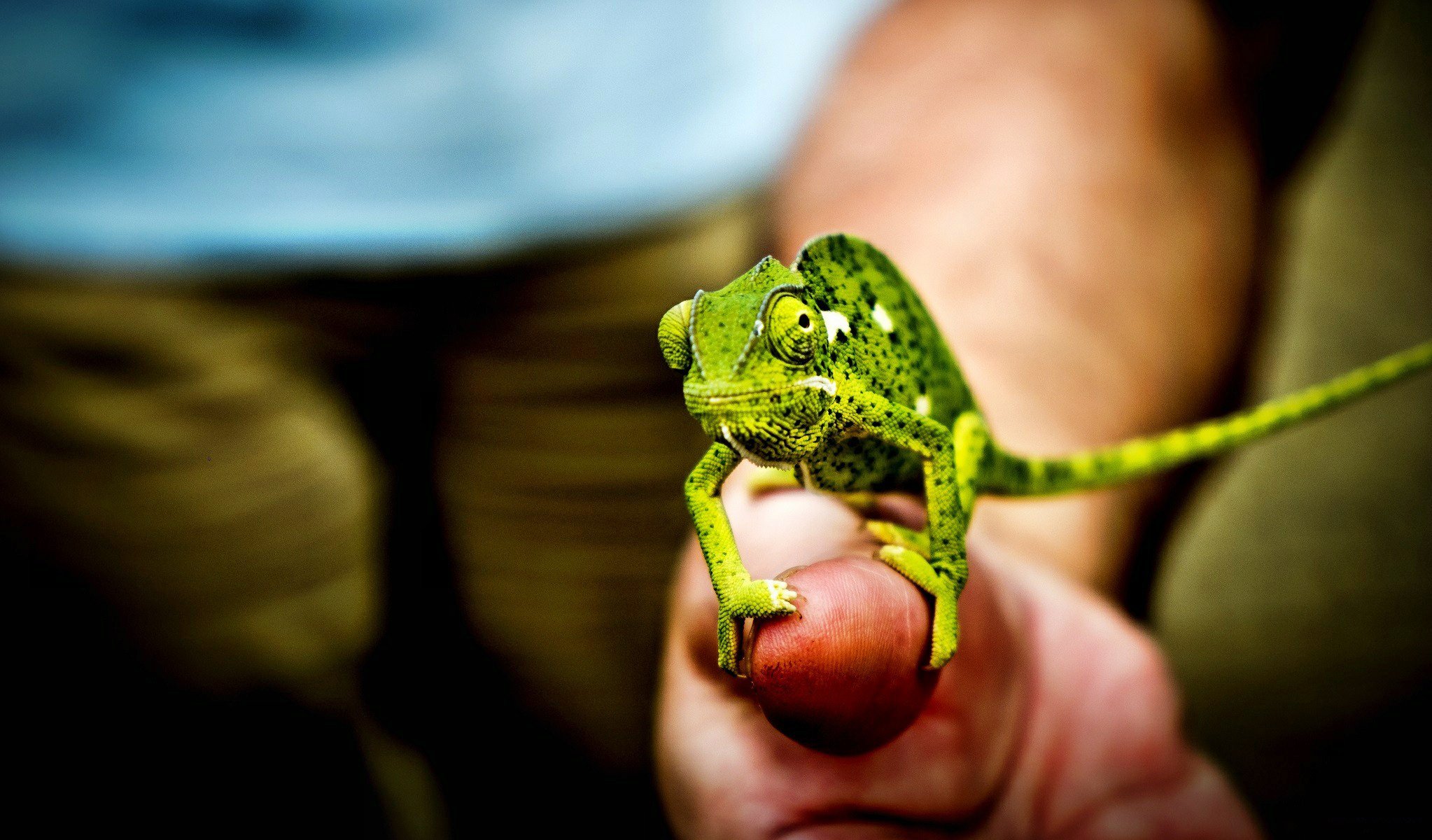 caméléon main paume doigts yeux queue gros plan