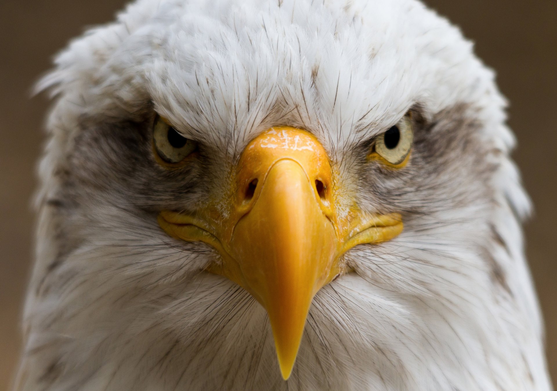 oiseau bec portrait