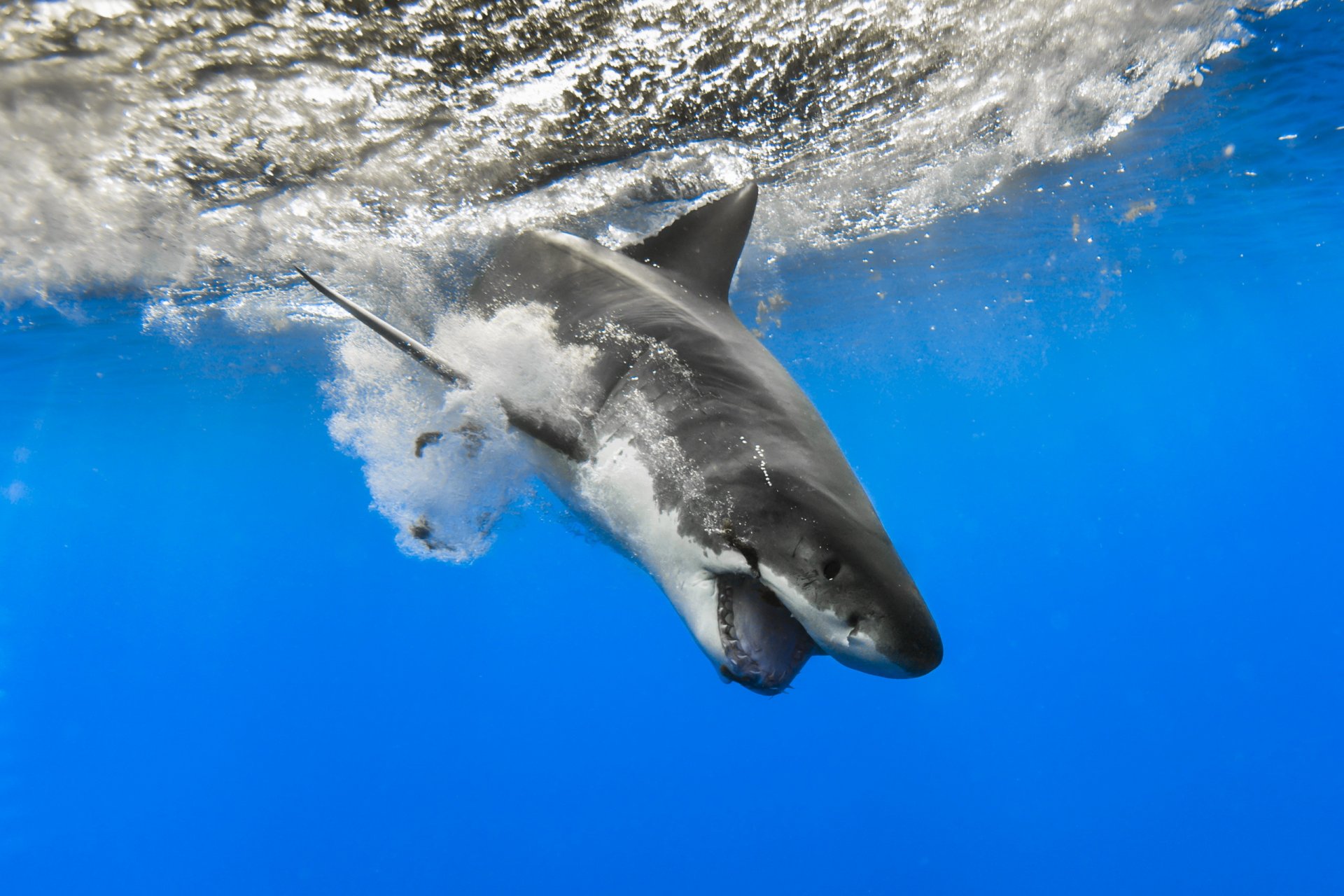 tiburón mar naturaleza