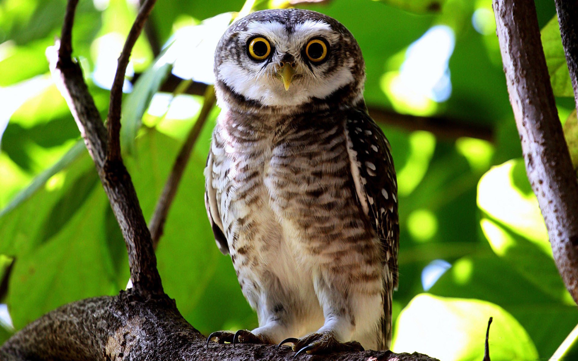 owl view branch leave