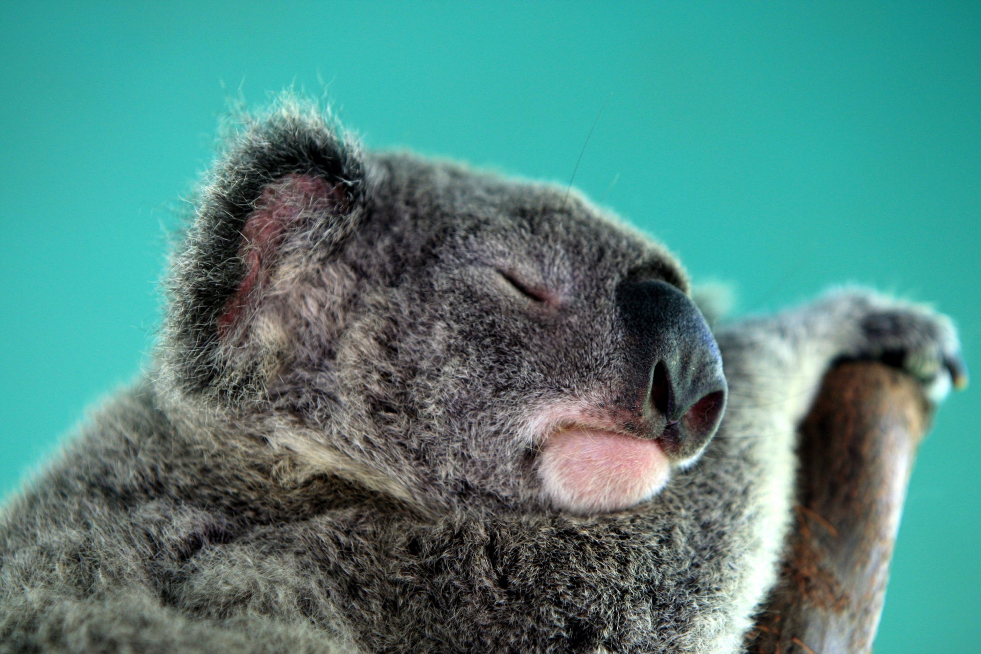 koala marsupial australia herbívoro sueño