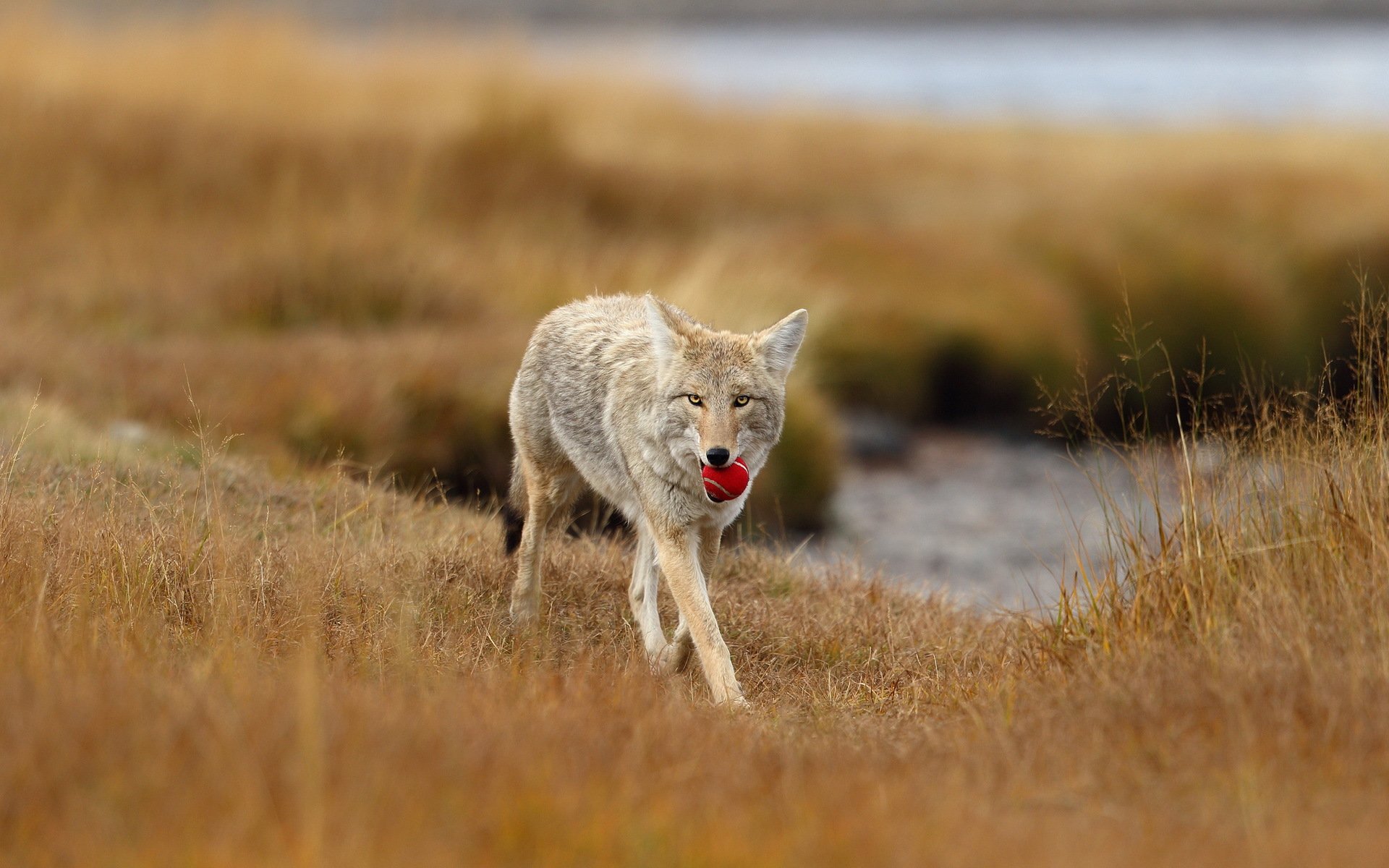 wolf ball natur