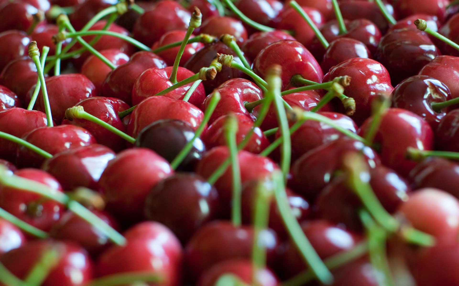 bayas cereza mucho rojo enfoque