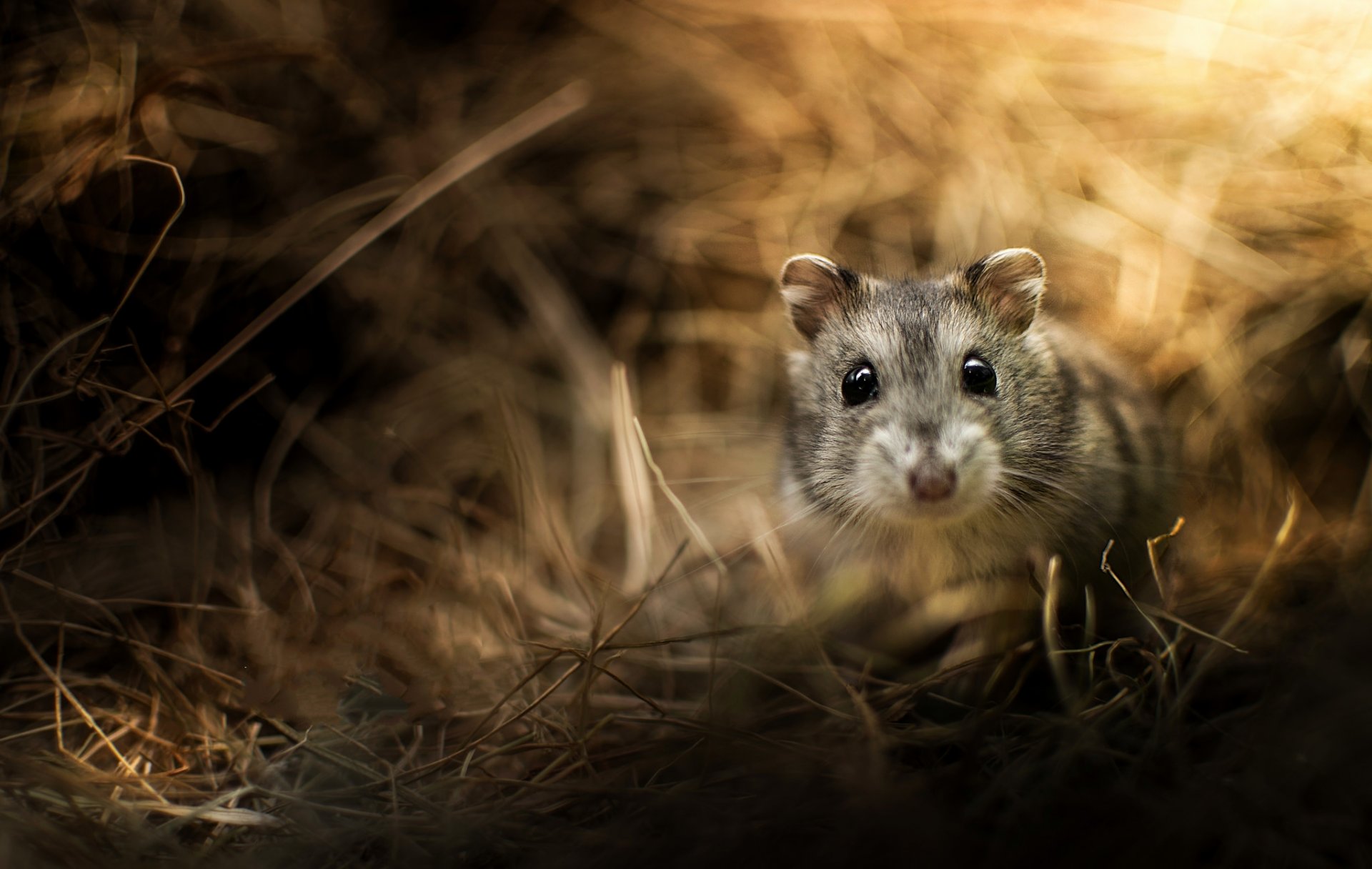 herbe flou éblouissement rongeur hamster dzungar museau regard