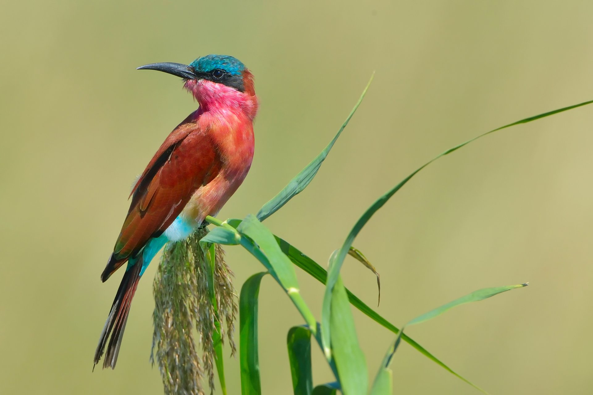 aves comedores de abejas pezuñas southern carmine bees-eater merops nubicoides anteriormente carmine bees-eater