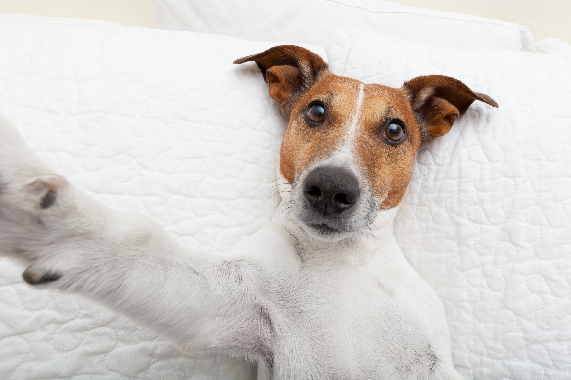 selfie patte vue chien animaux