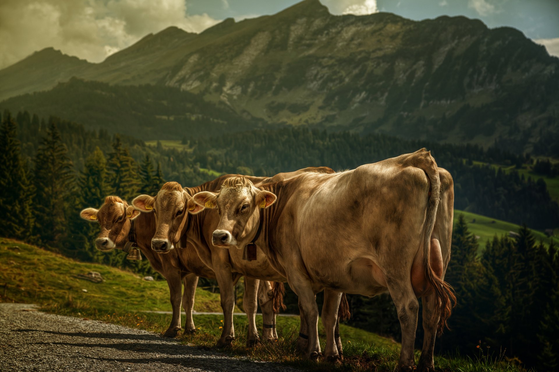 kühe berge landschaft verarbeitung