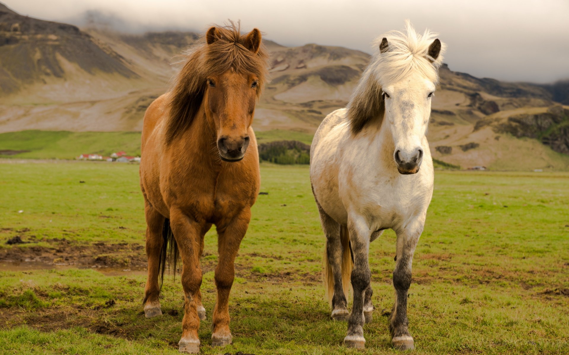 islande ferme chevaux