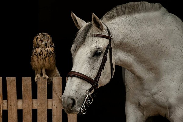 An owl on the fence looks at a tethered horse