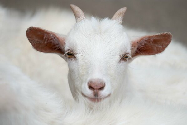 Cute goat looks straight