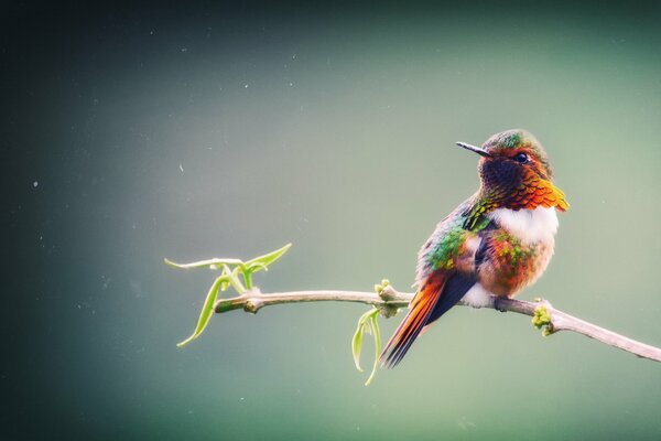 Pájaro brillante en una rama delgada