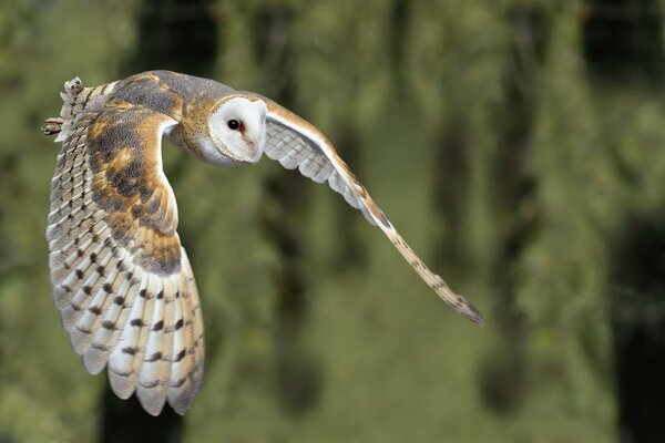 L uccello barbagianni vola nel cielo