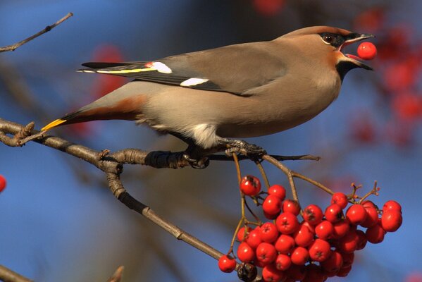 The bird holds a red mountain ash in its beak