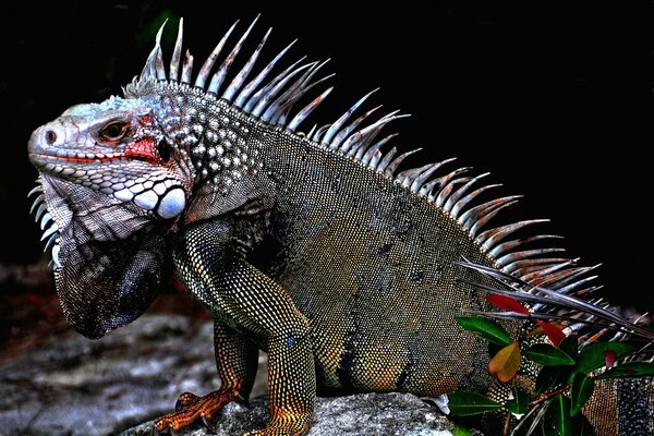 The iguana lizard is sitting on a rock and has different colors