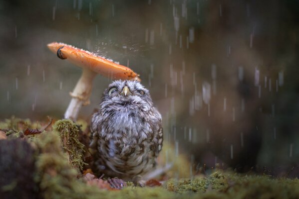 Funny chick hiding under a mushroom umbrella from the rain