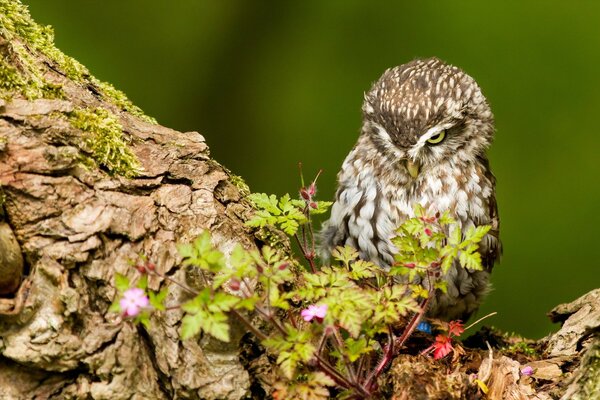 Aves de presa en el mundo y en la tierra