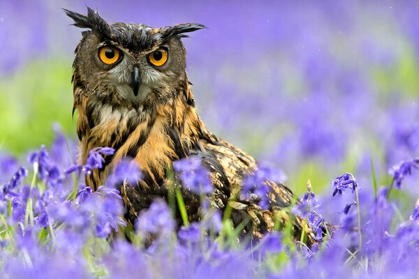 Die Eule versteckt sich im Regen in Wildblumen