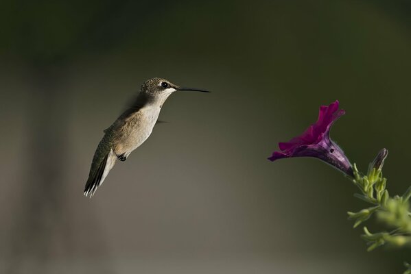 Pájaro colibrí y flor de Petunia