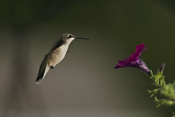 Oiseau Colibri et fleur de pétunia