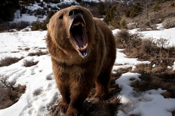 The roar of a hungry bear was gnawed