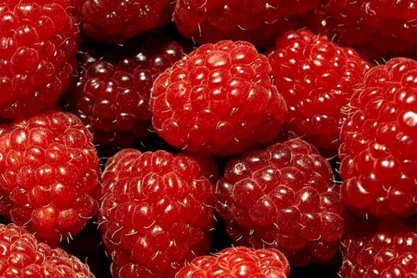 Framboises filmées en gros plan