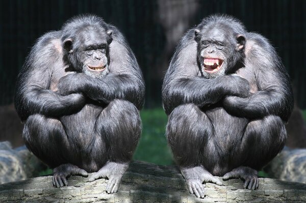 Un couple de chimpanzés riant sur une bûche