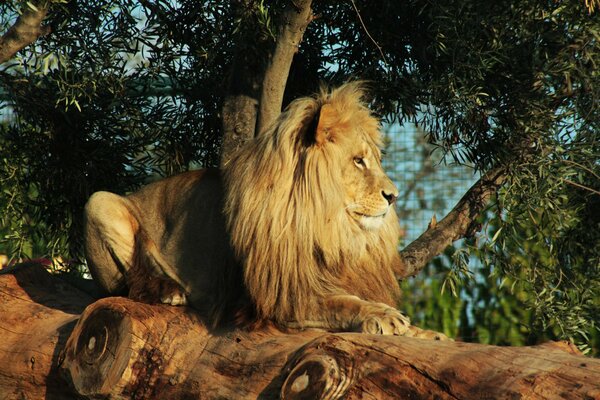 A lion is resting on a tree