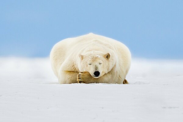 Eisbär im Schnee unter dem Himmel