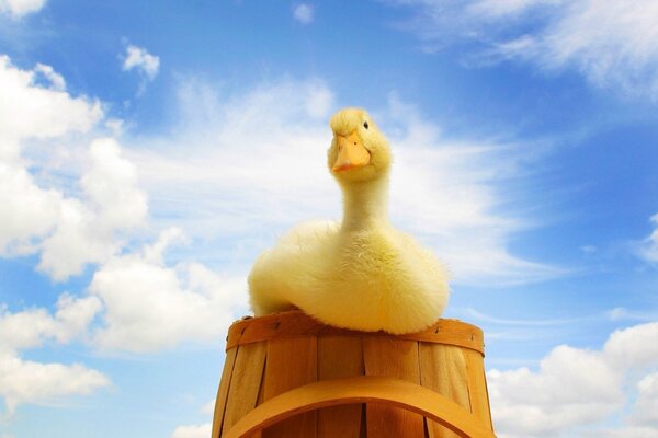 Patito bebé en un cubo contra el cielo